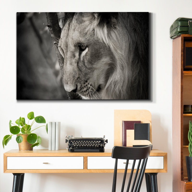Lion pensif - reproduction de photo sur toile tendue, H 60 po x l 40 po x P 1 po