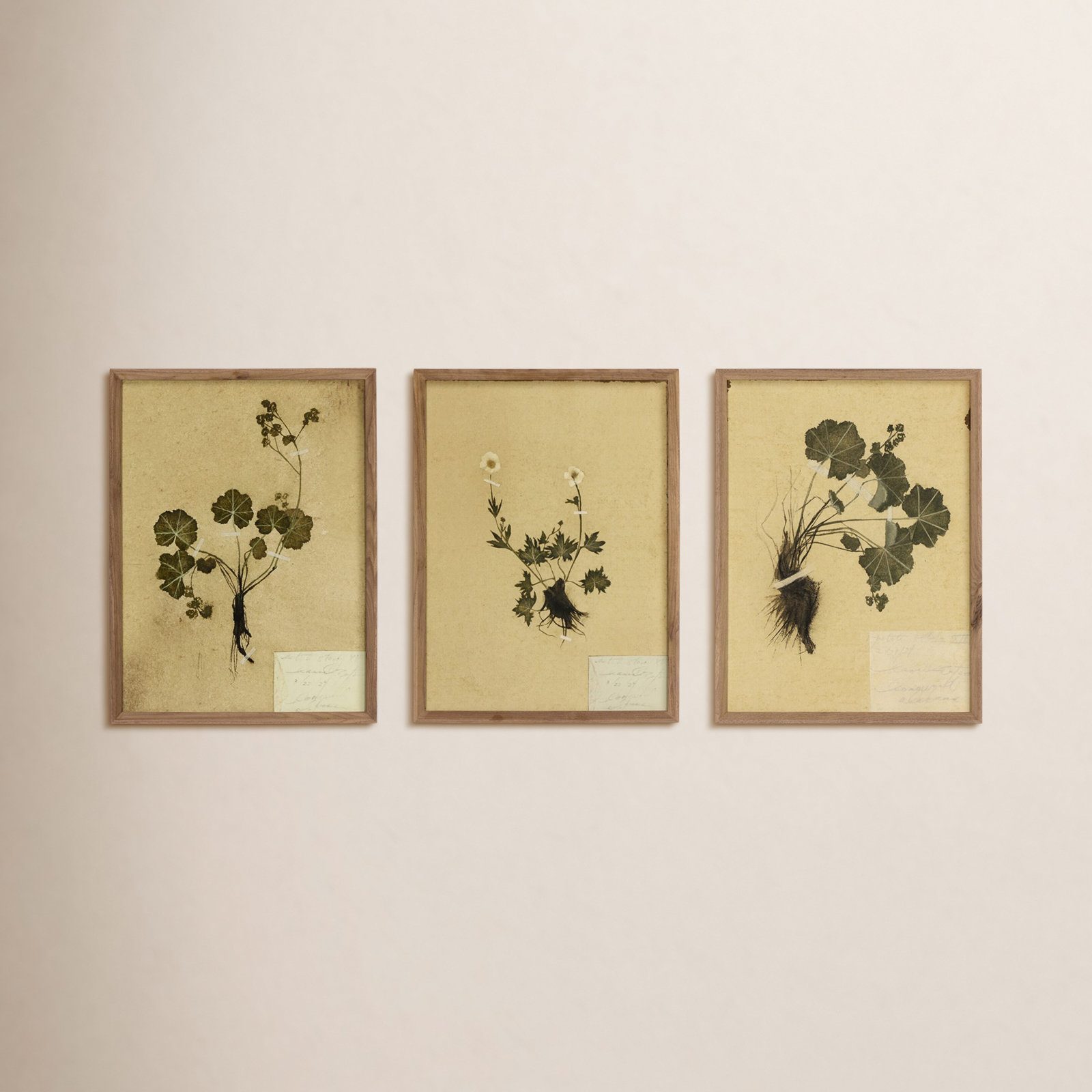 "Petite Study Triptych" by Hannah Winters, 18" H x 43.5" W