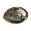 Mineralist Abalone Shell-1410158945