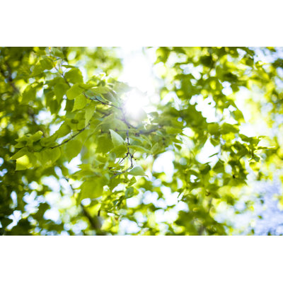 Spring growth