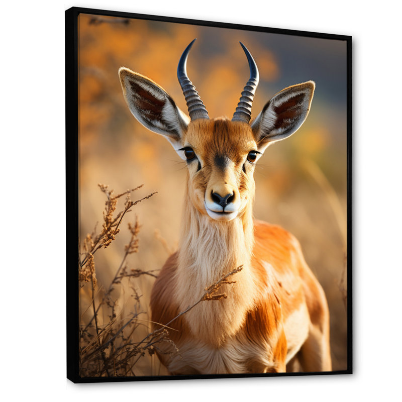 Antilope Kendon, photo I - impression, H 32 po x l 16 po x P 1 po, Cadre flottant noir
