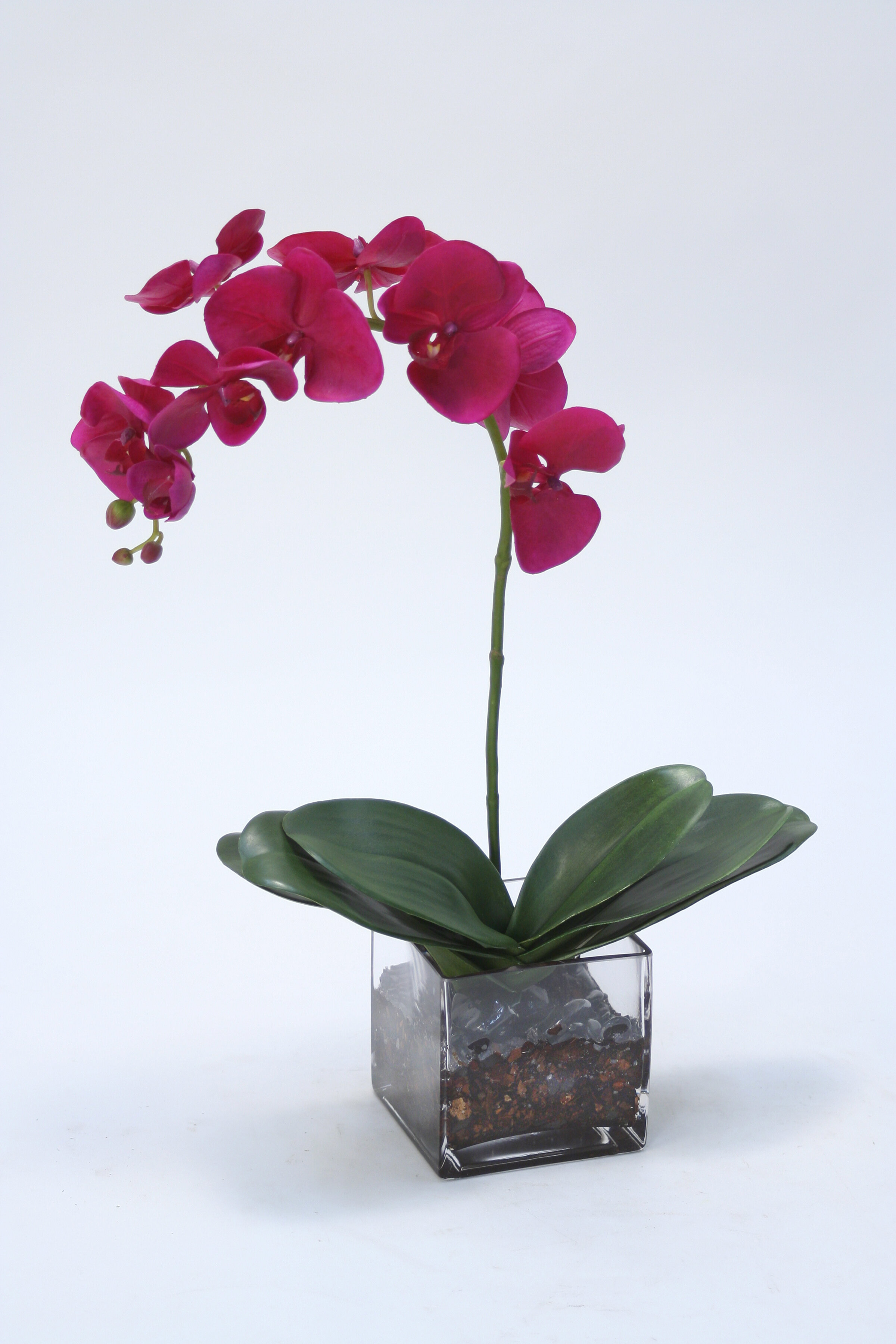 Quinn Phalaenopsis Orchids Floral Arrangement in |