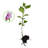 Primrue Live Hibiscus Plant