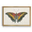 «Beautiful Butterfly IV», impression sur toile encadrée-1812992104-1812992107