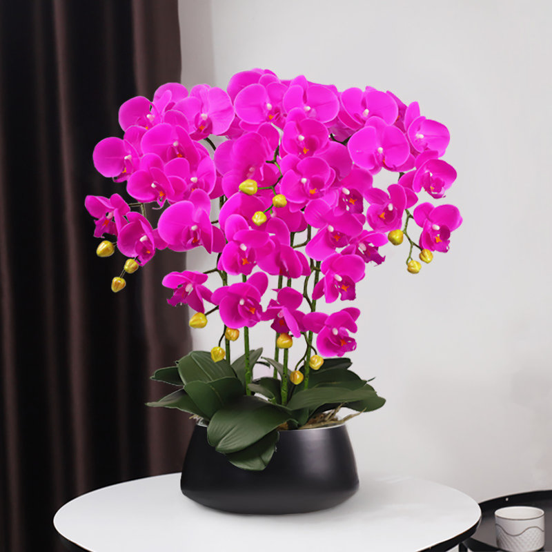 Orchidée papillon