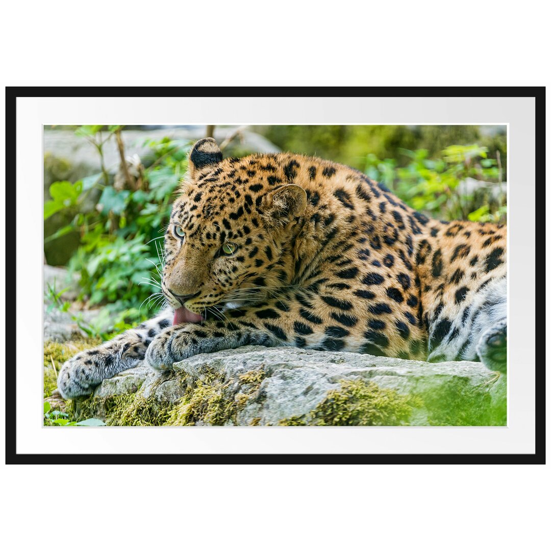 Gerahmtes Poster Leopard beim Putzen