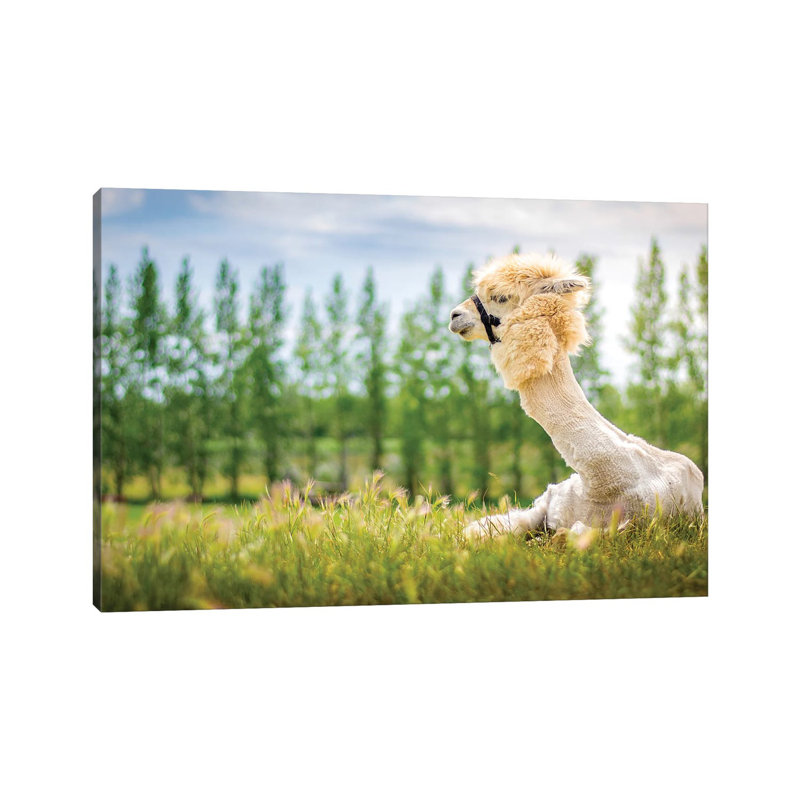 Llama On The Sun by Nik Rave - Wrapped Canvas Gallery-Wrapped Canvas Giclée, 20.32 cm H x 30.48 cm W