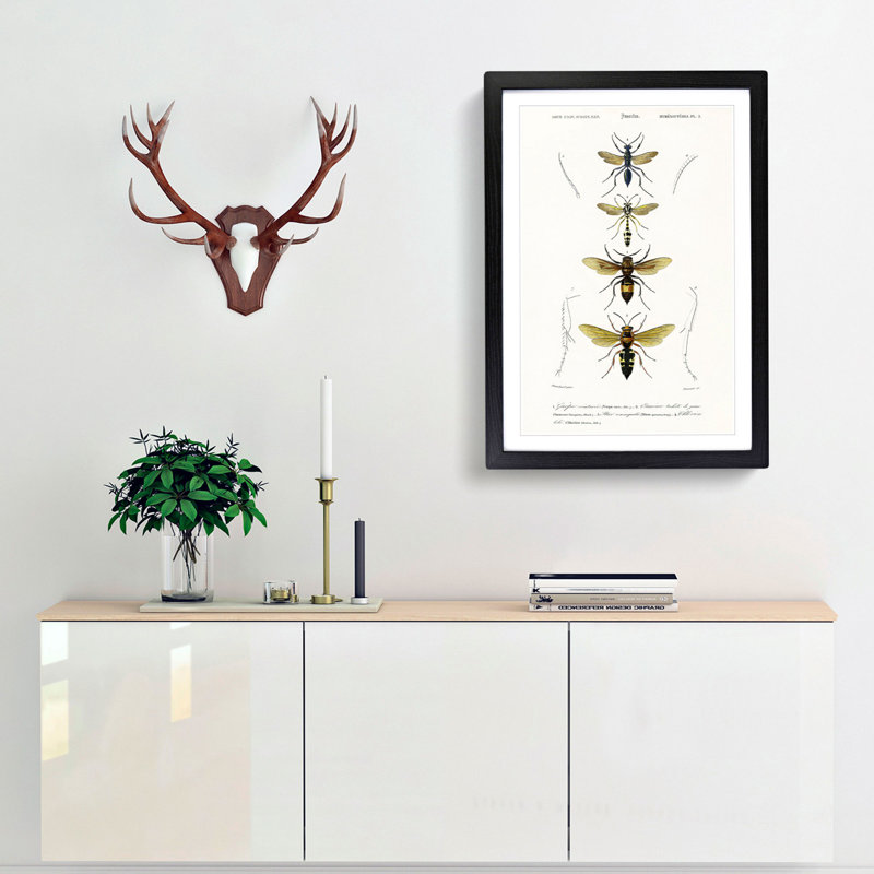 Wasp Illustrations PL. 2 by Charles D'Orbigny - Picture Frame Painting Print, Black Framed, 48cm H x 36cm W x 2cm D