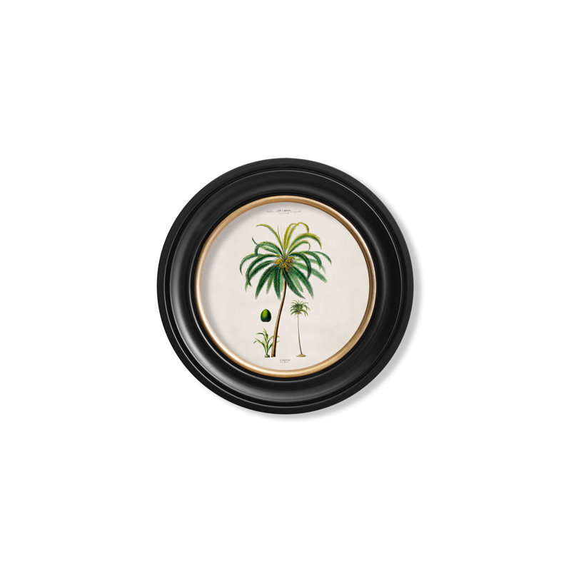 Coconut Palm by Mid-1800s - Single Picture Frame Print on Archival Matt 230gsm Paper
