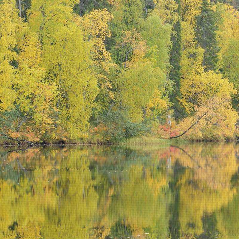 Vibrant Green and Yellow Forest Landscape Canvas Print
