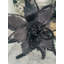Tige de poinsettia-400779340