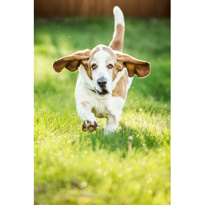 Basset Hound Running by Ryanjlane