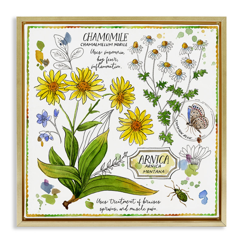 «Chamomile Herb Uses», art mural encadré flottant par Jane Maday, Cadre flottant métallique doré, H 25 po x l 25 po