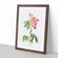 Pink French Rosebush by Pierre-Joseph Redoute - Picture Frame Graphic Art Print-55583994-55583995