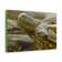 Latitude Run® Funny Anaconda Silly Anaconda Outside Wall Art | Wayfair