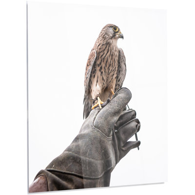 " Kestrel Sitting On Falconer Hand "