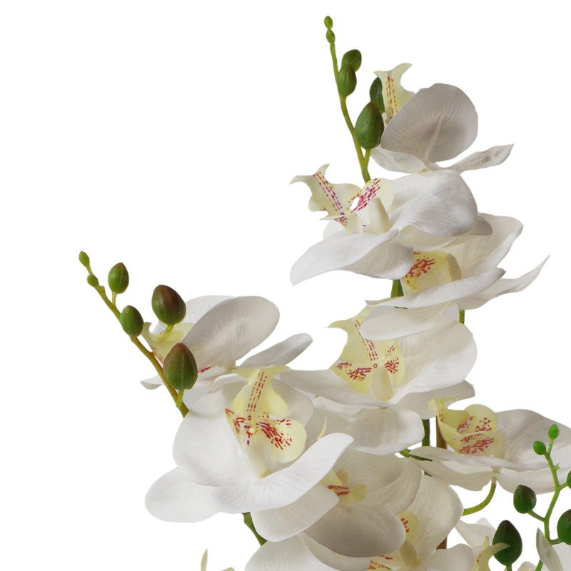 Anneus Plant