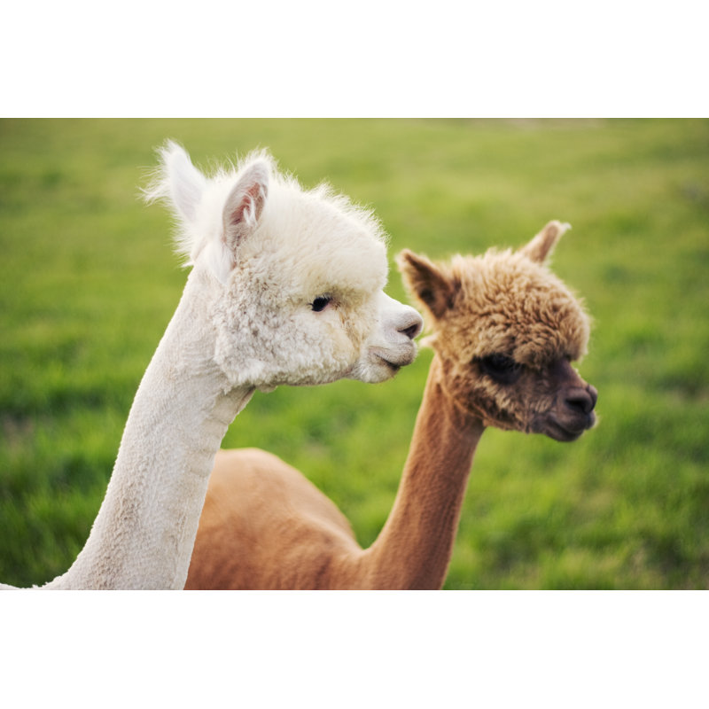 Torry Alpacas On Green Field by TiannaChantal - Wrapped Canvas Print, 30cm H x 46cm W x 3.8cm D
