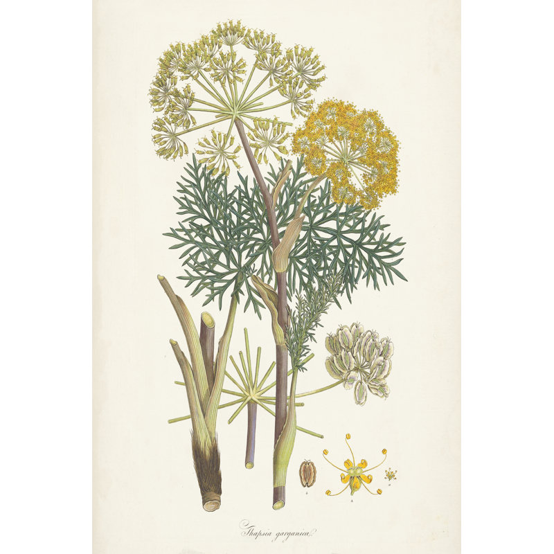 Saffron Botanicals I - peinture sur toile tendue, H 18 po x l 12 po