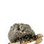 Figurine de tortue en métal avec coquille texturée pour bureau à domicile