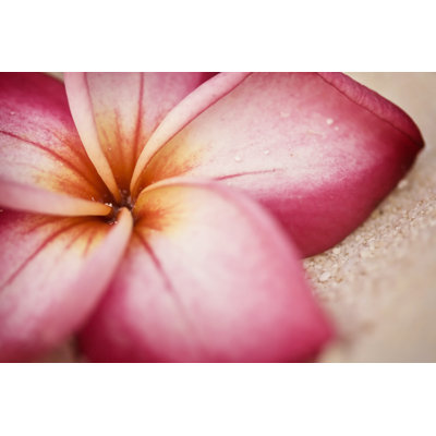 Fleur de plumeria sur la plage par Naomiwoods