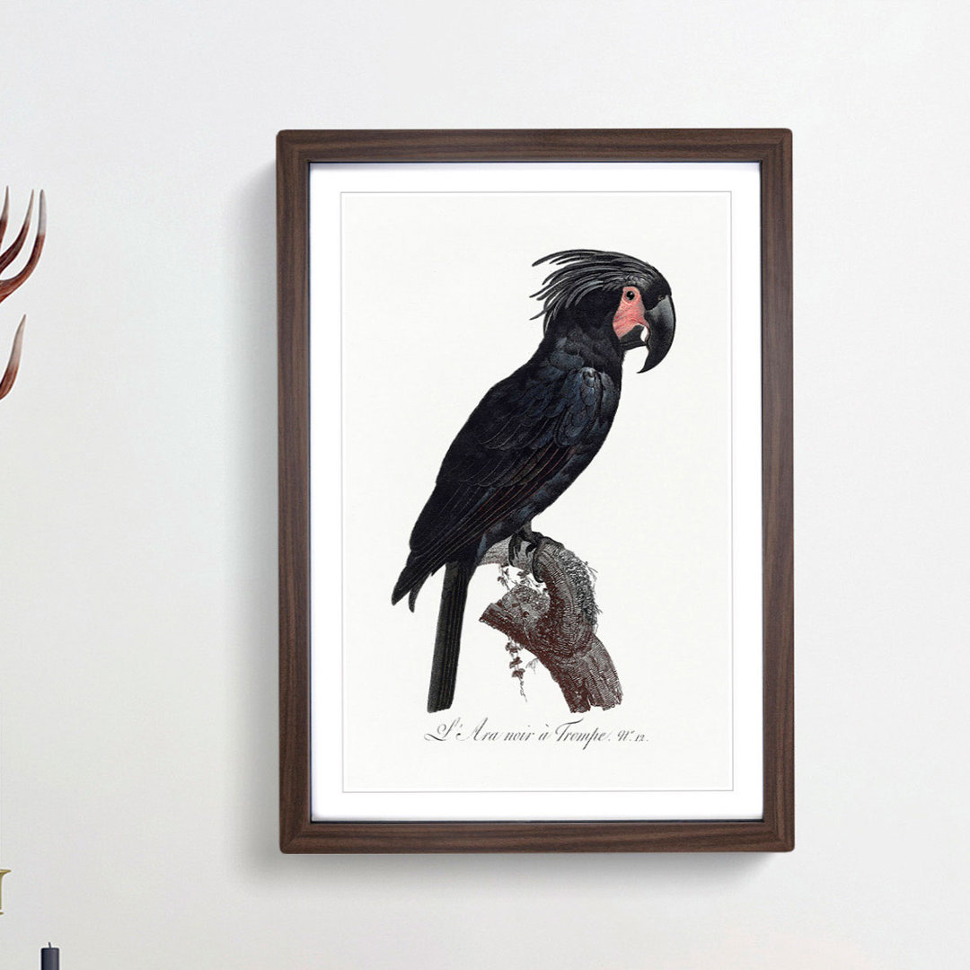 Palm Cockatoo by F. Levaillant - Framed Print