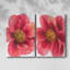 Pivoine arborescente I - Toile tendue avec châssis de qualité supérieure - Prêt à être accroché