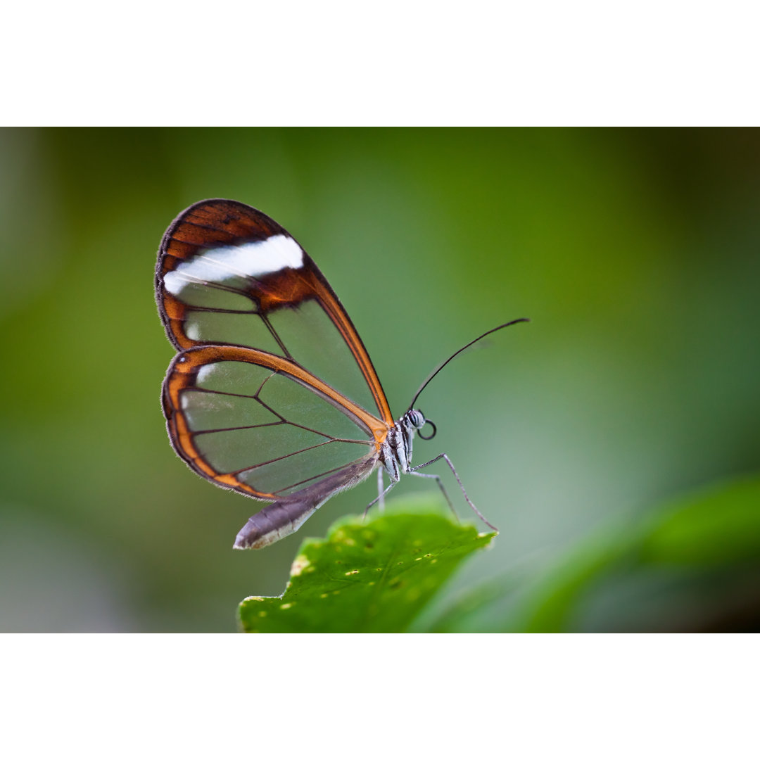 Glasflügel-Schmetterling von Bahadir-yeniceri - Kunstdrucke auf Leinwand