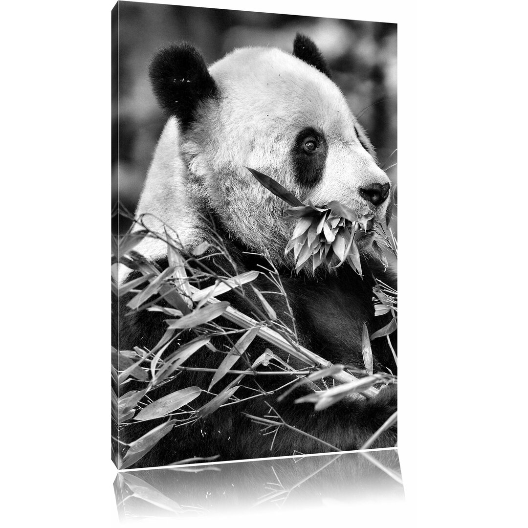 Leinwandbild Pandabär beim Fressen in Monochrom