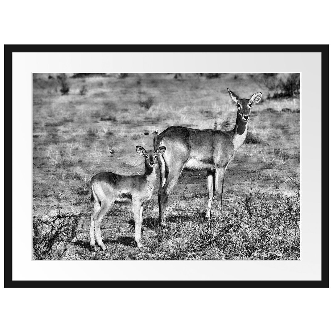 Gerahmtes Poster Indische Gazelle mit Jungtier