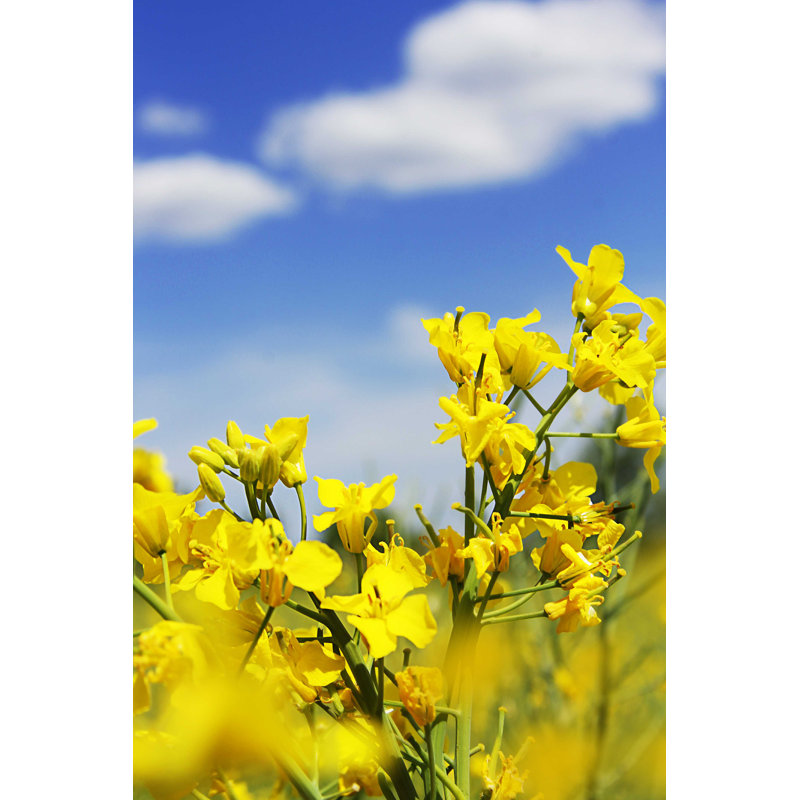 «Rapeseed Flowers» par Angel A - photographie sur toile tendue, H 18 po x l 12 po x P 1,25 po