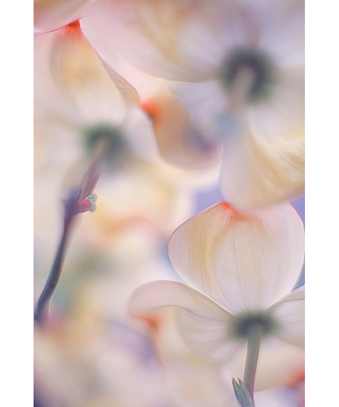 Wrapped Canvas Print, 76.2 cm H x 50.8 cm W