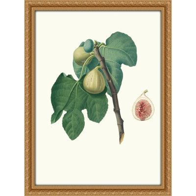 Fico Trojano. [Fico Troiano ; Fig] (1817-1839)