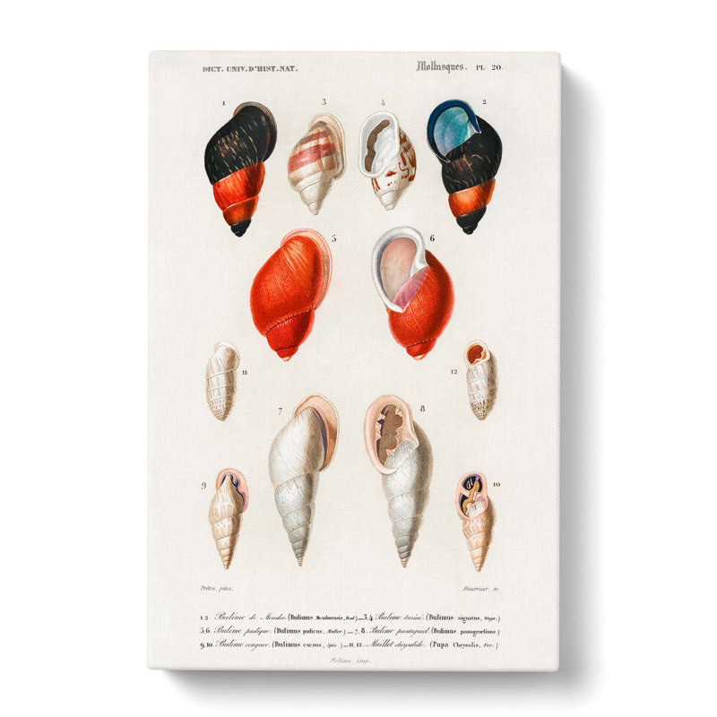 Mollusc Shell Illustrations PL. 20 by Charles D' Orbigny - Wrapped Canvas Painting, 50cm H x 35cm W x 3cm D