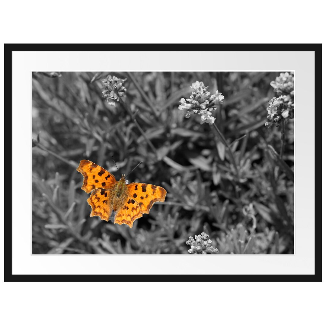 Schmetterling in Blumenwiese Gerahmter Fotodruck Poster