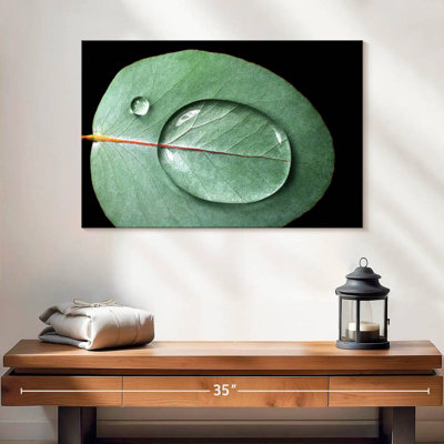 Harnek Water Droplets On Eucalyptus Leaf