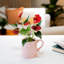 Anthurium Plant in Planter