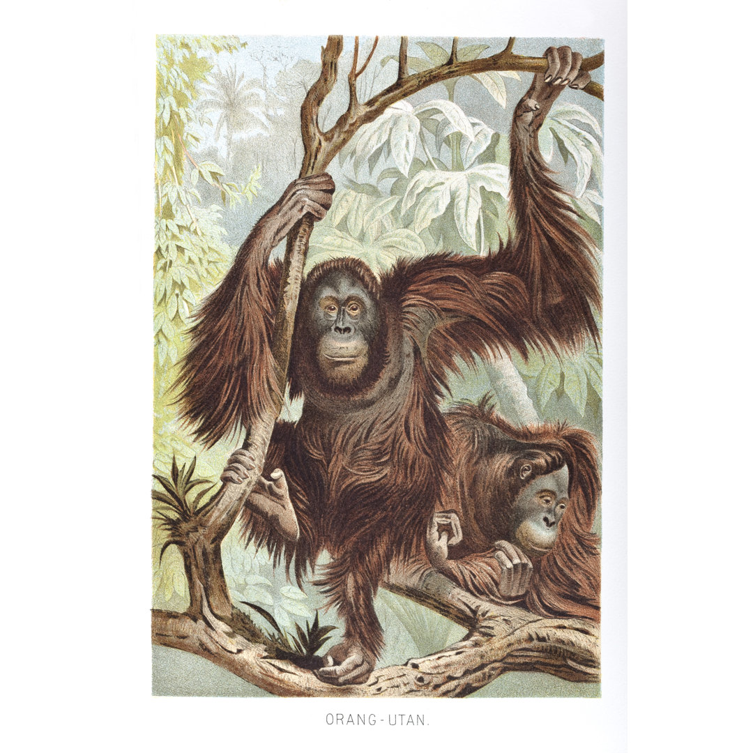 Orang-Utan-Paar im Regenwald von Borneo by Grafissimo - Drucken