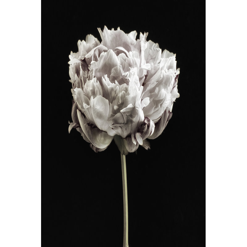 Blush Peony Portrait I by Dianne Poinski - Wrapped Canvas Print, 46cm H x 30cm W