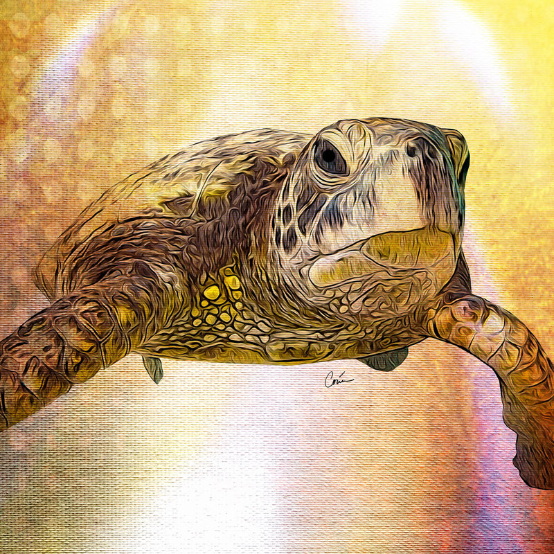 Ensembles de housses de couette DiaNoche par Corina Bakke - Tortue de mer 4