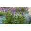Braxton Fiberglass Planter-1532293461