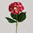 Rose est en rupture de stock