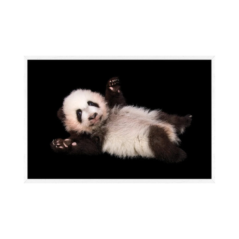 An Endangered And Federally Endangered Giant Panda Cub At Zoo Atlanta by Joel Sartore - Gallery-Wrapped Canvas Giclée on Canvas