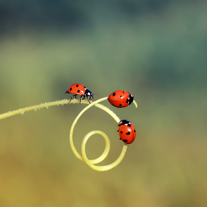 Trois petites coccinelles, L 12 po x H 12 po