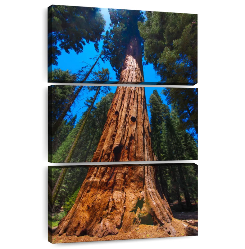 Alvord Towering Sequoia Tree, 23" H x 14" W