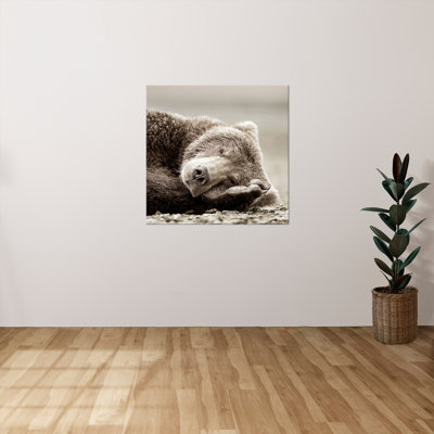 "Sleeping Bear" by Danita Delimont Print on Canvas