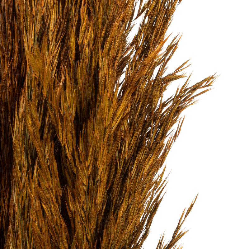 Ensemble de roseaux à plumes naturelles Zellmer, préservé Ensemble de roseaux d'automne 36 po Freeport Park® (15 à 20 tiges), préservé