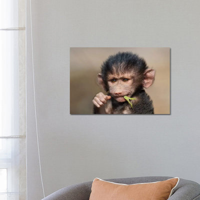 Baboon Baby II by Mogens Trolle - Wrapped Canvas Print