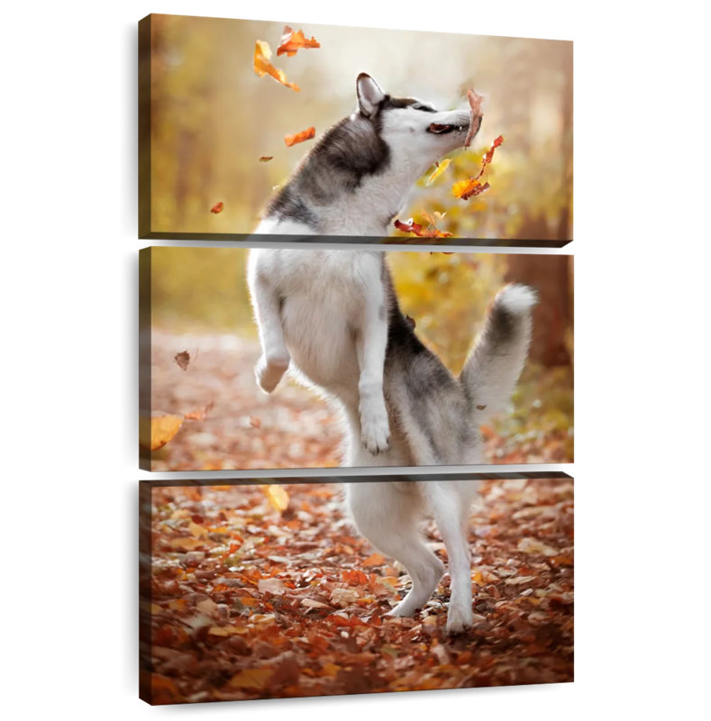 Brampt Autumn Husky Playing, 50" H x 32" W