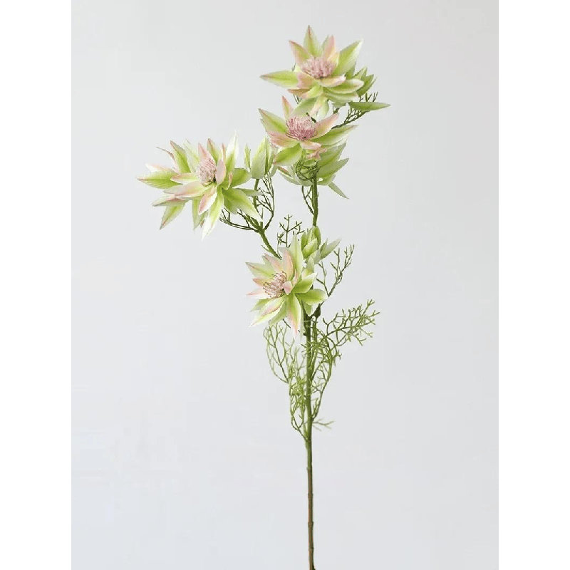 Blush Star Bloom - 27 po, Rosé doux, [C] 6 Stems